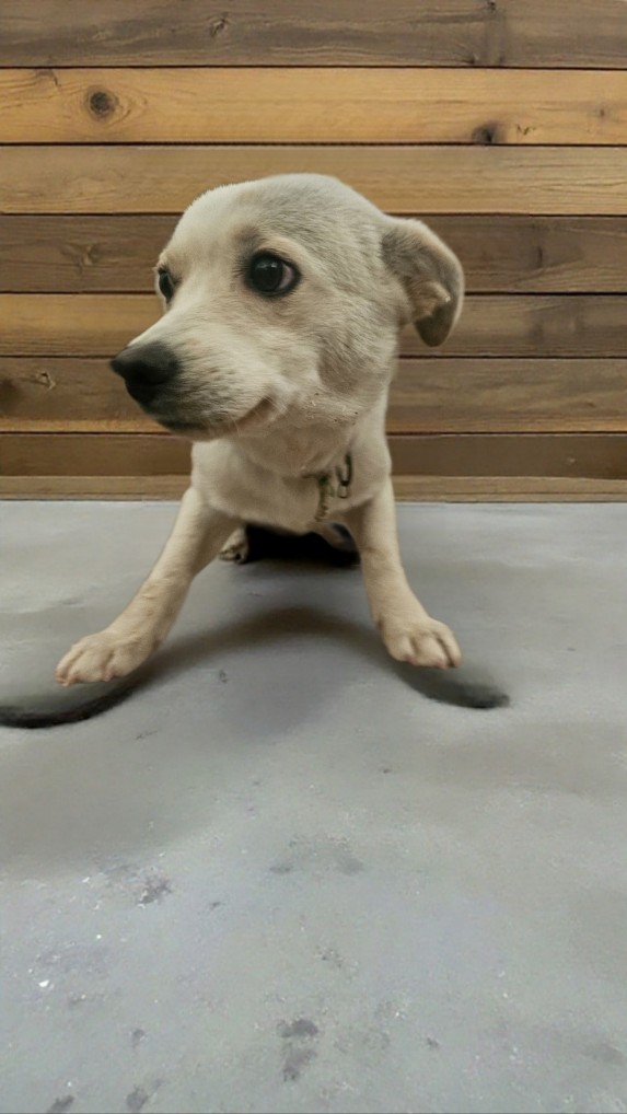 보호중 믹스견의 가…